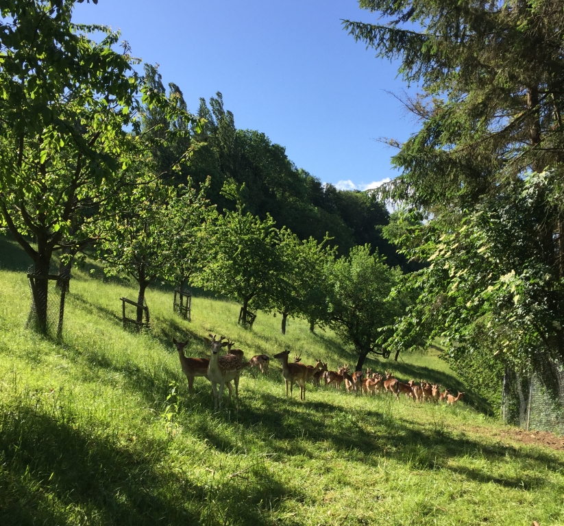 Damhirsche auf Obstwiese